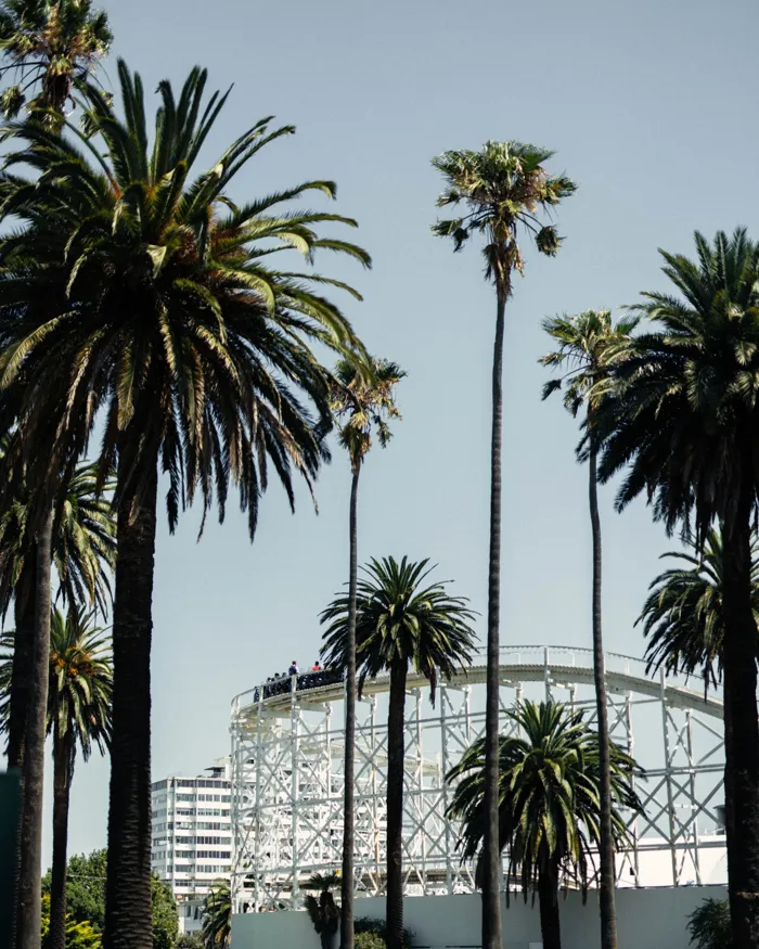 Palms and roller coaster